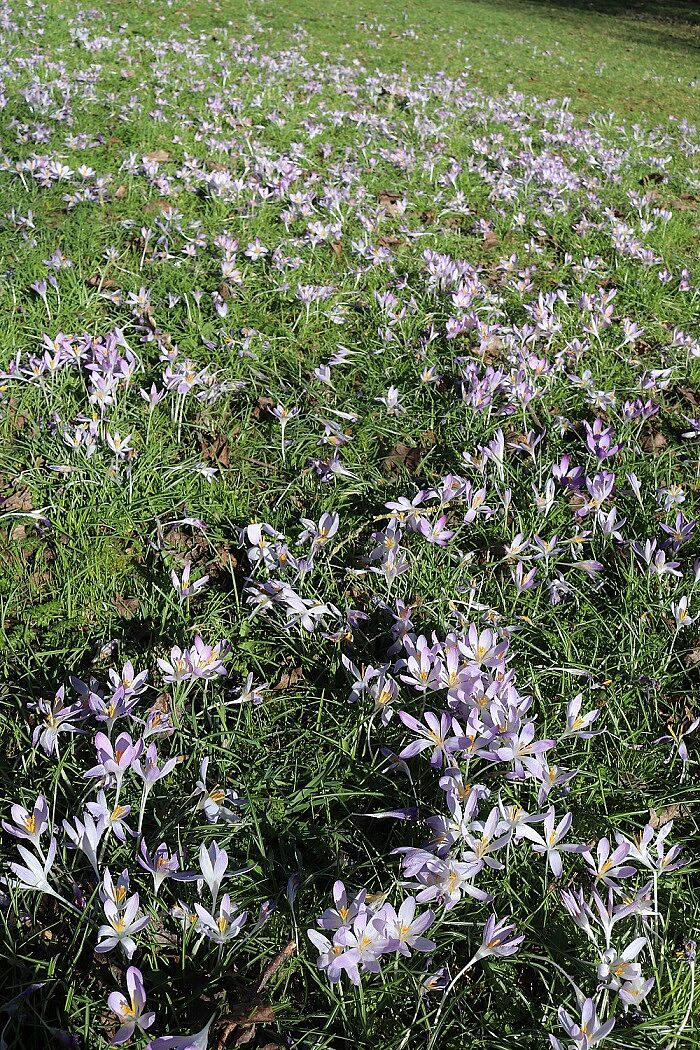 Elfen-Krokus (Bestand)