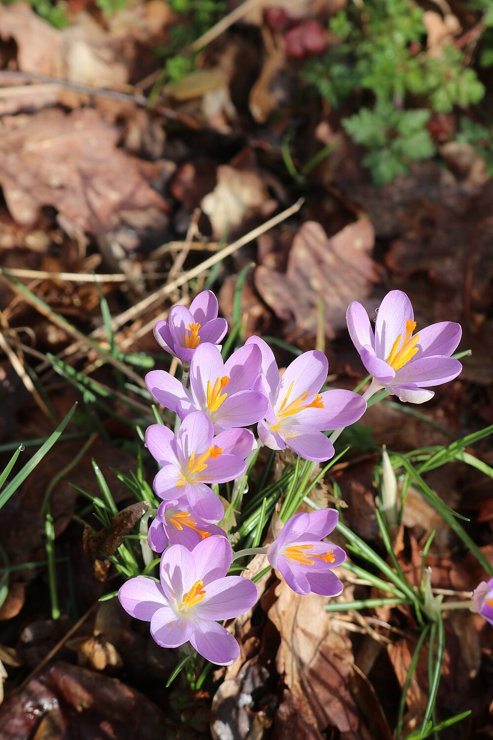 Elfen-Krokus (Bestand)