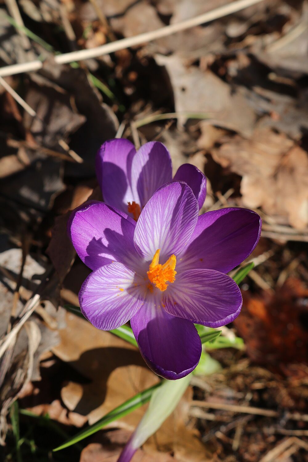 Frühlingskrokus (Blüte)