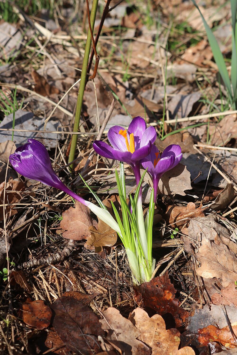 Frühlingskrokus (Blüten)
