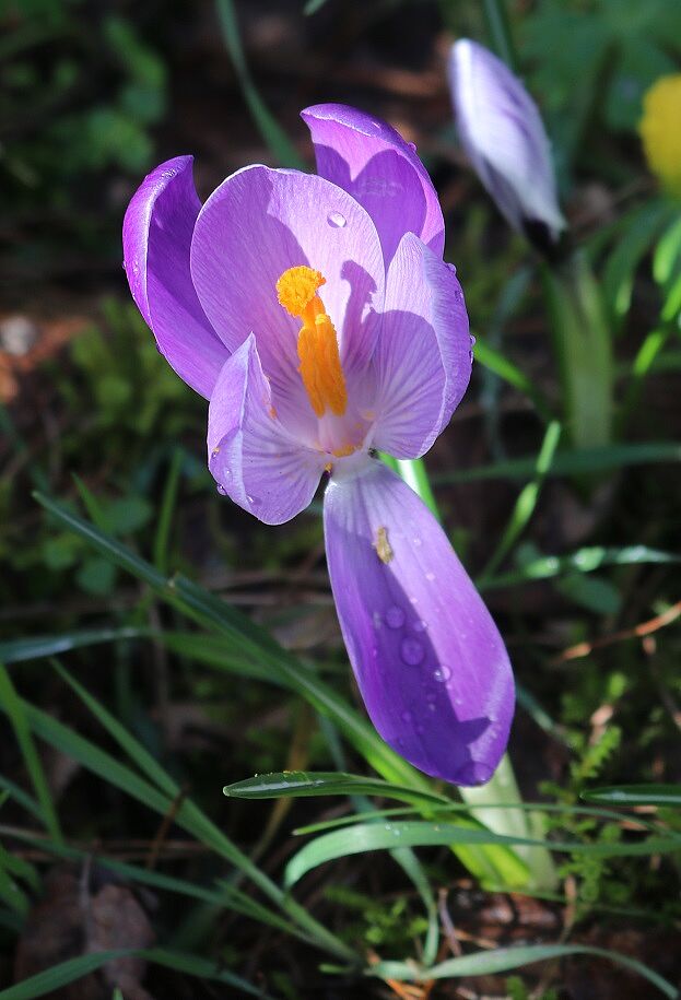 Frühlingskrokus (Blüte)