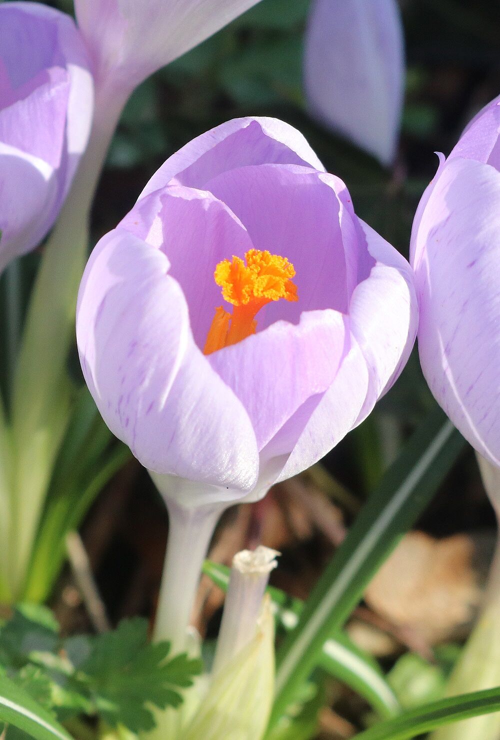 Frühlingskrokus (Blüte)
