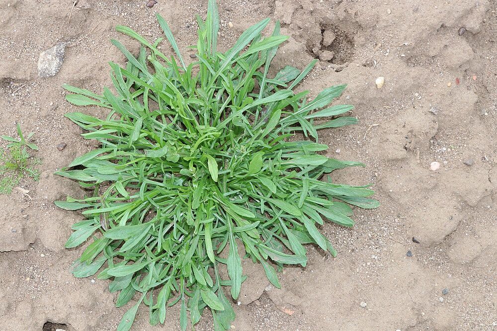 Kornblume