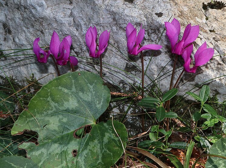 Alpenveilchen