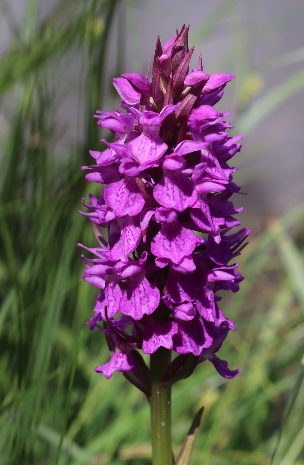 Fleischrotes Knabenkraut