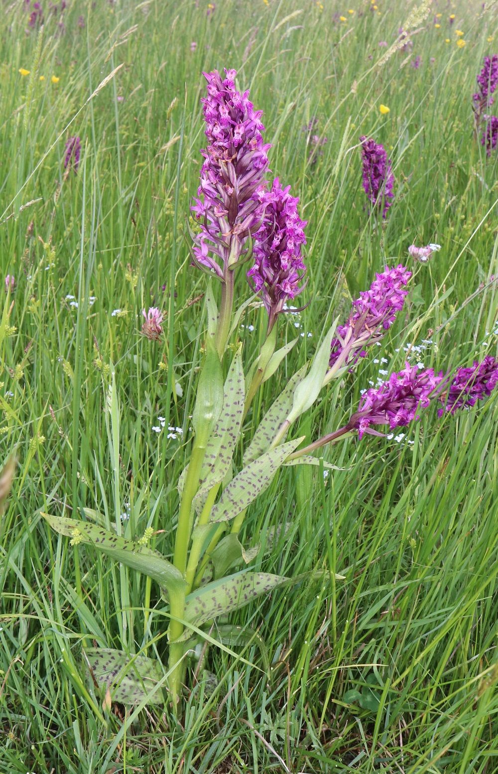Breitblättriges Knabenkraut