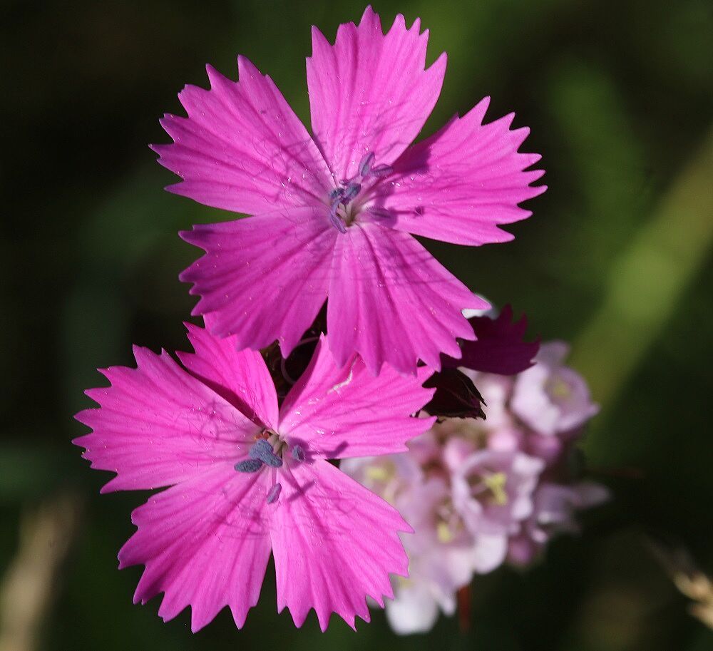 Kartäuser-Nelke (Dianthus carthusianorum)