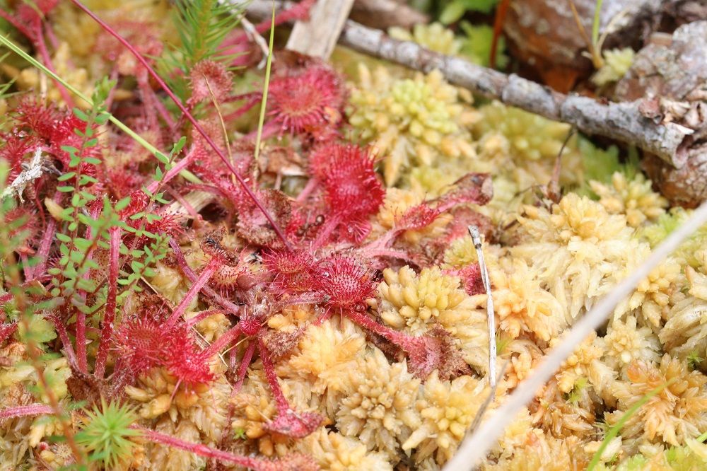 Rundblättriger Sonnentau