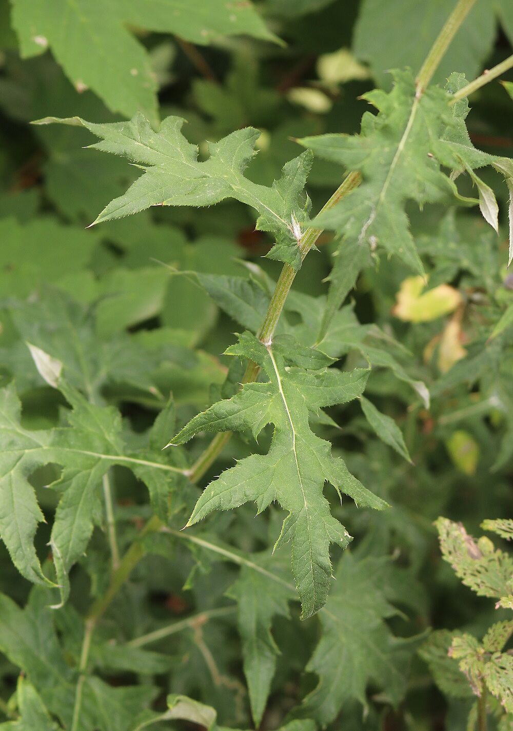 Banater Kugeldistel