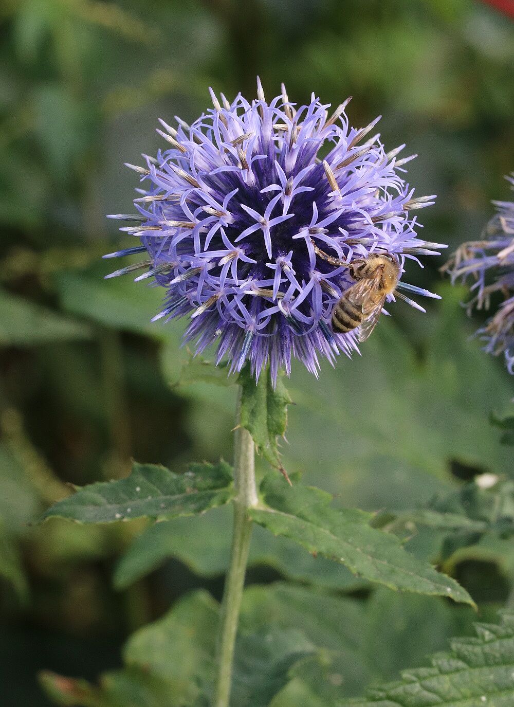 Banater Kugeldistel