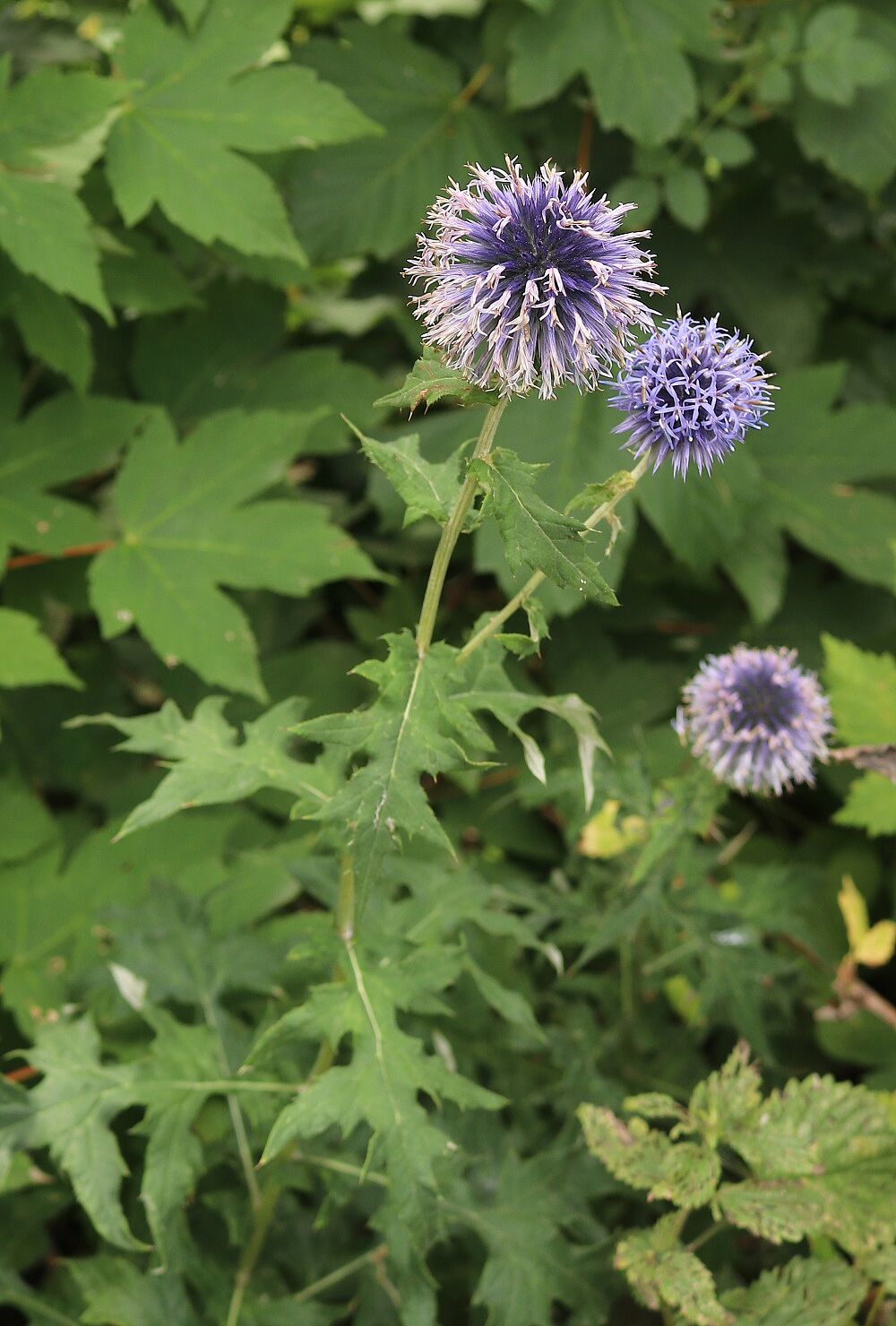 Banater Kugeldistel