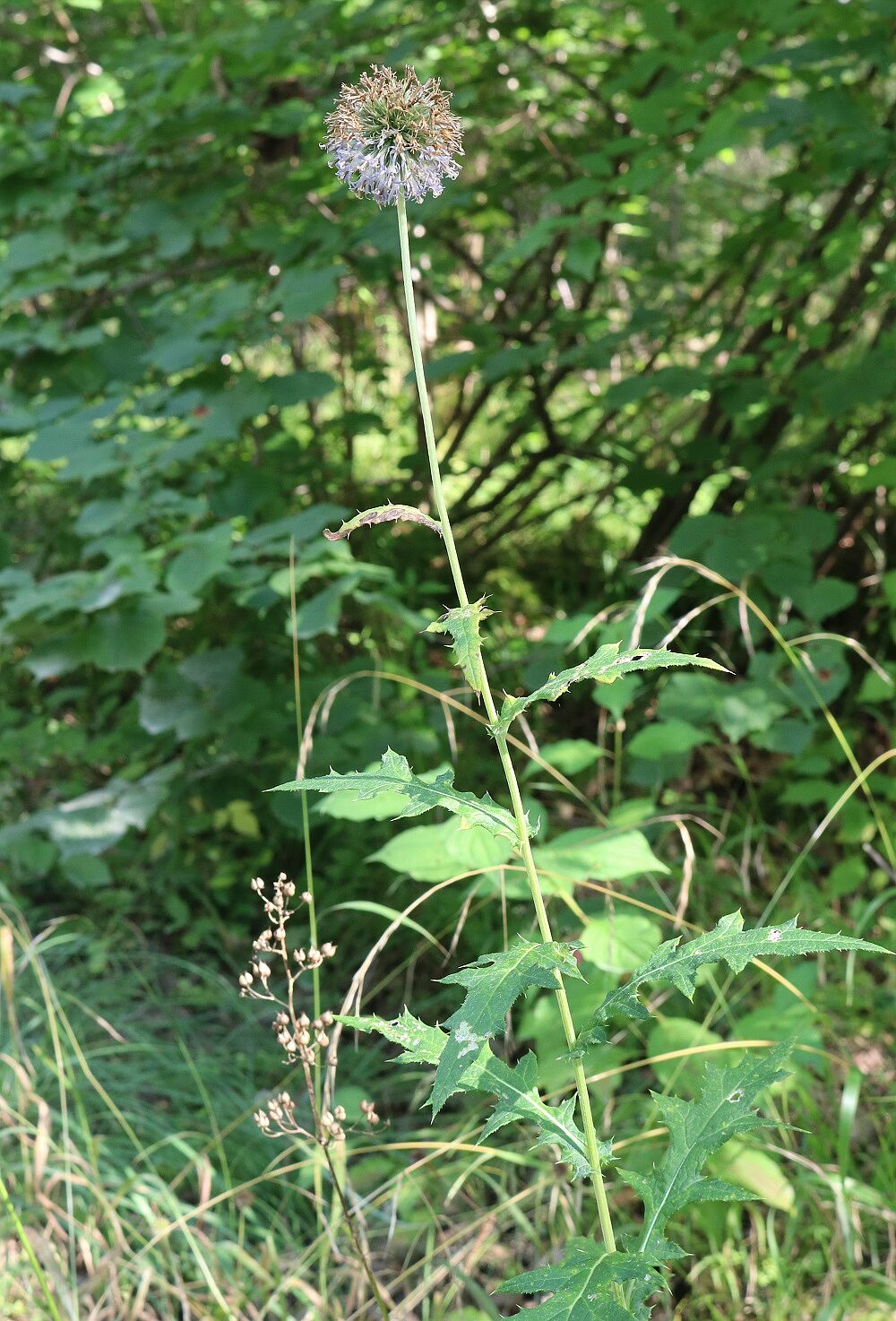 Drüsenlose Kugeldistel
