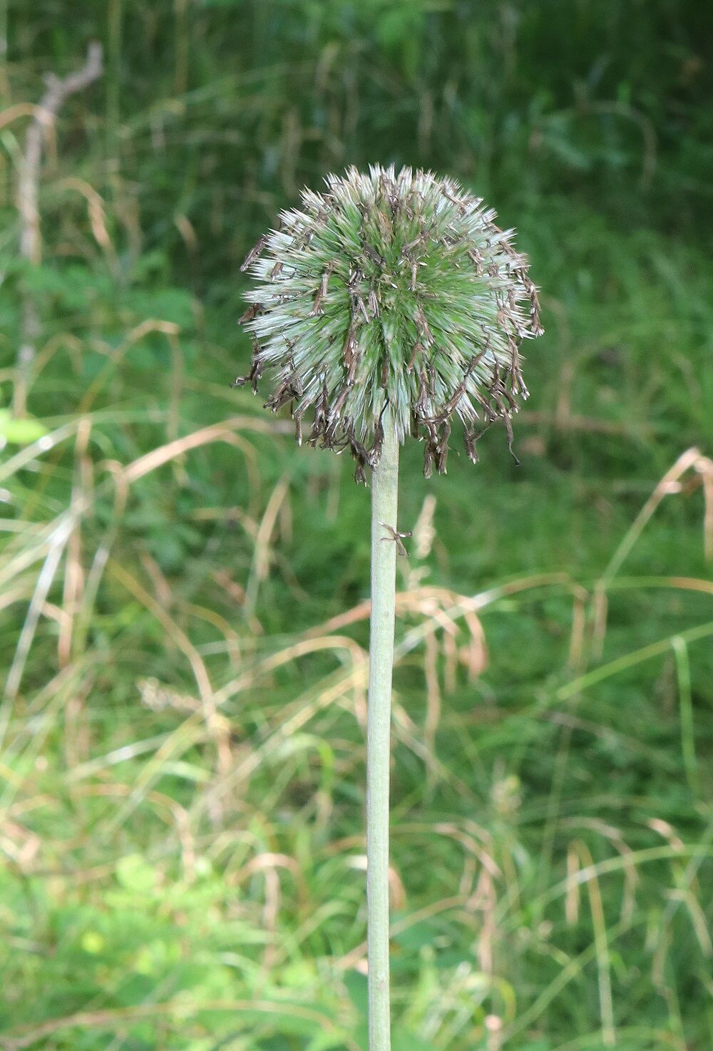 Drüsenlose Kugeldistel