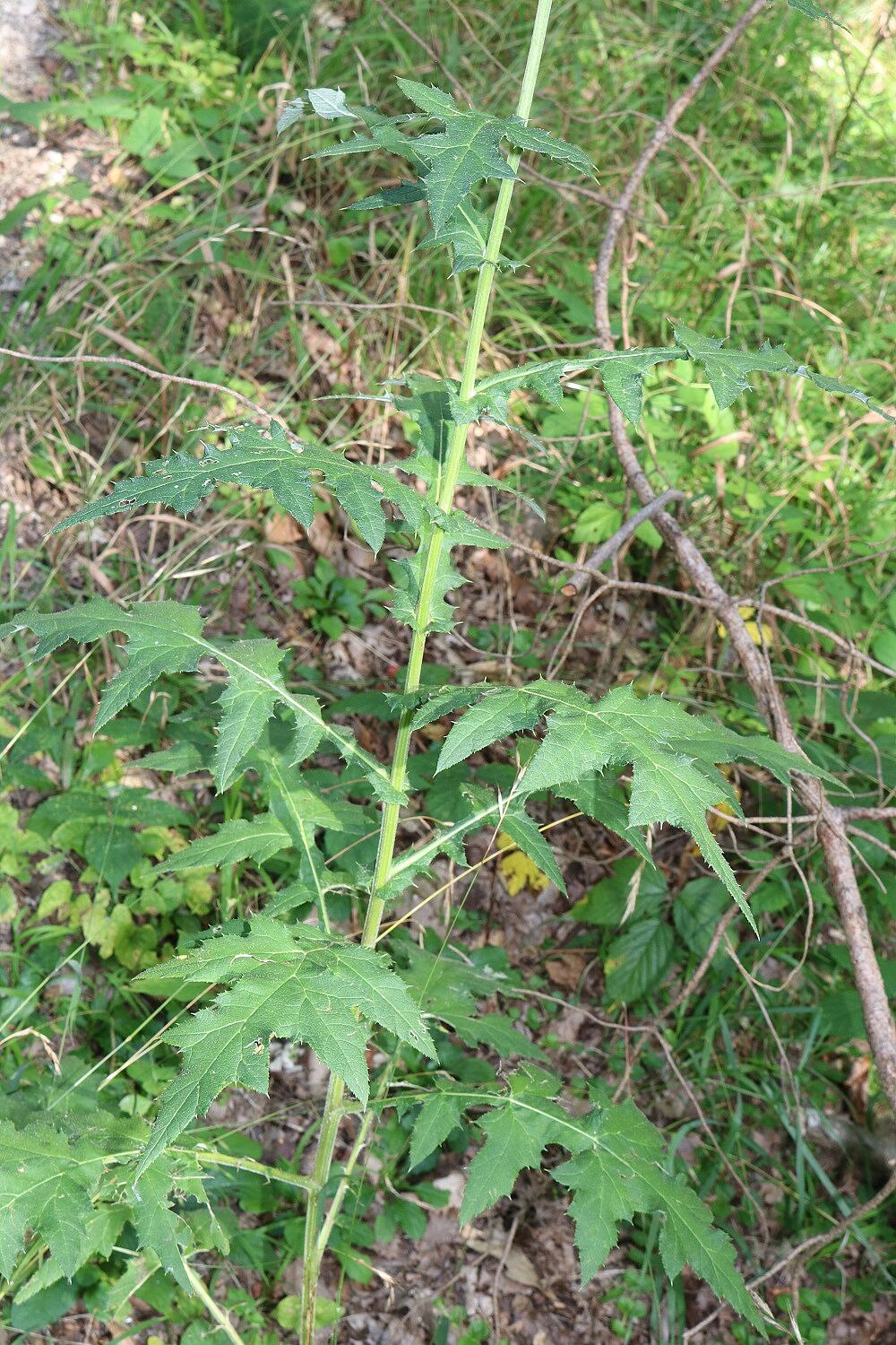 Drüsenlose Kugeldistel