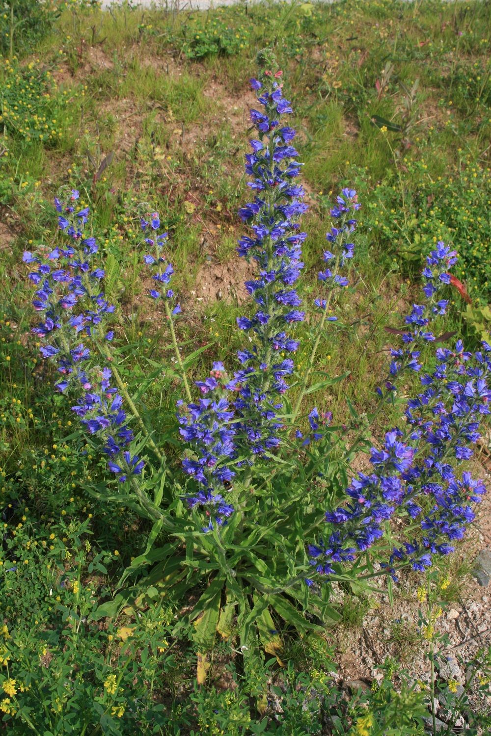 Gewöhnlicher Natternkopf
