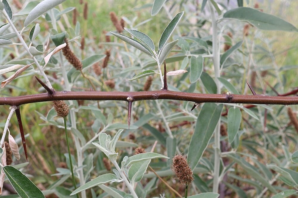 Schmalblättrige Ölweide