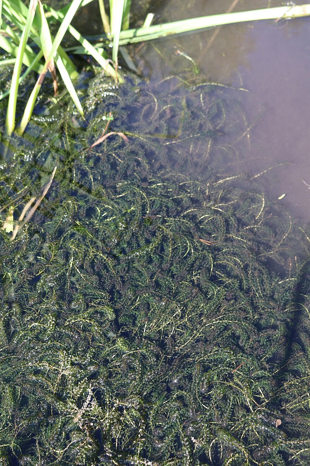 Kanadische Wasserpest (Bestand)