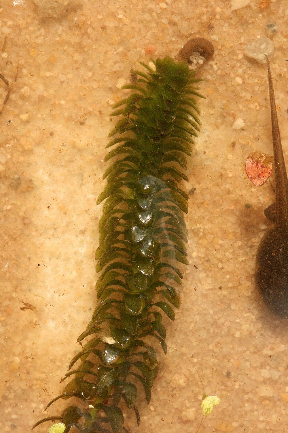 Kanadische Wasserpest