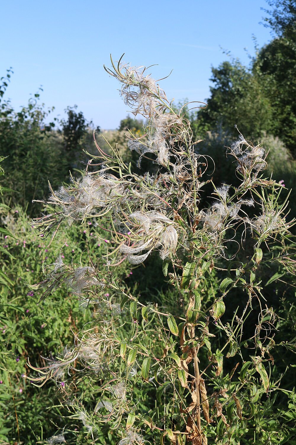 Zottiges Weidenröschen