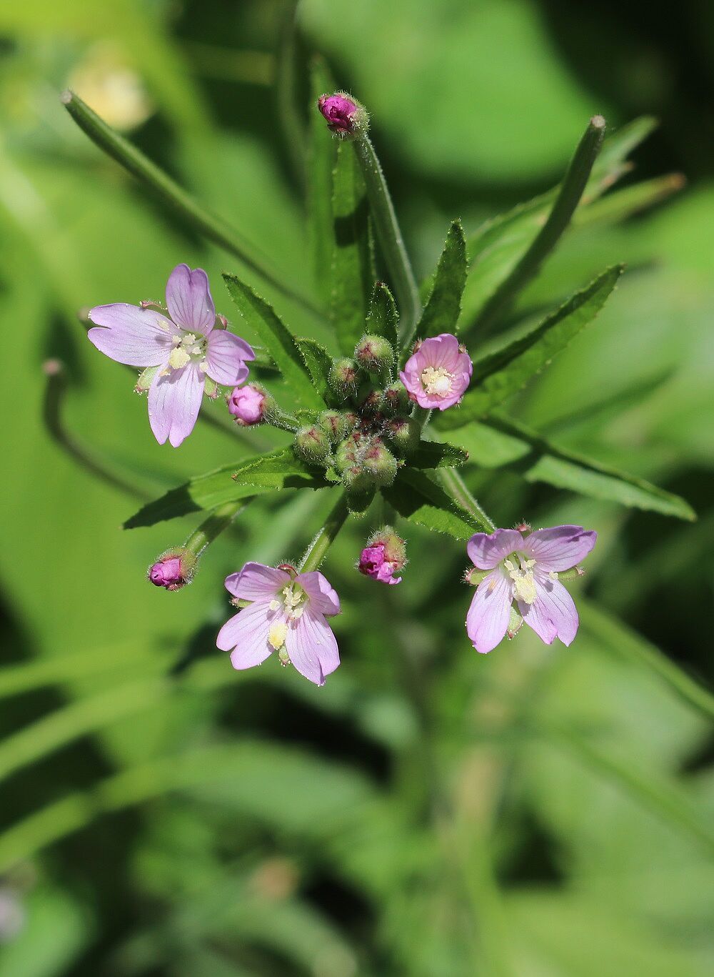 Kleinblütiges Weidenröschen