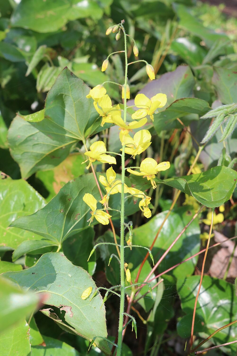 Gefiederte Sockenblume