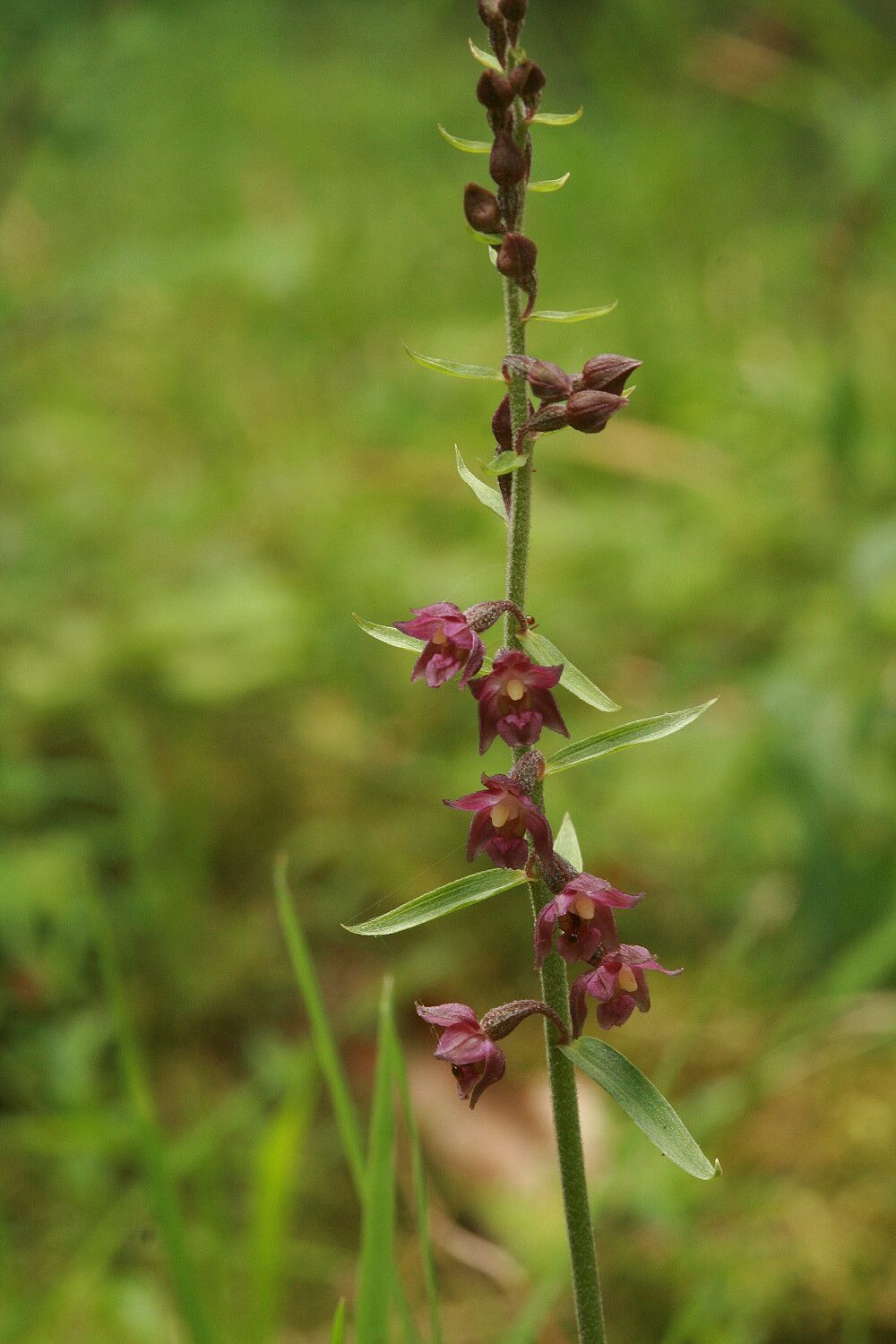 Rotbraune Stendelwurz