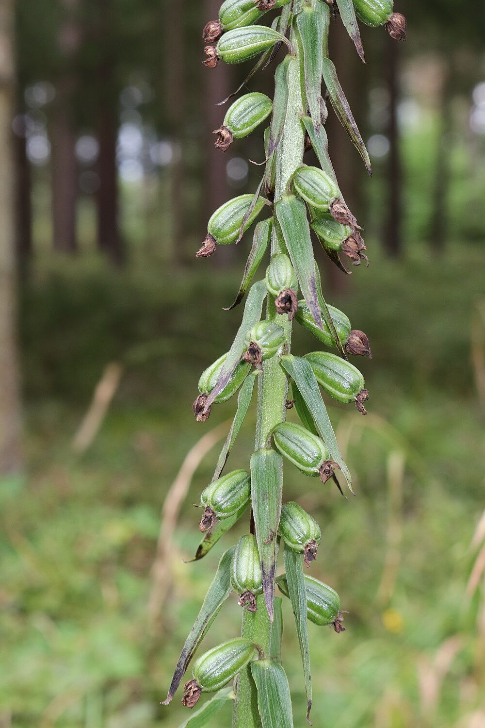 Breitblättrige Stendelwurz