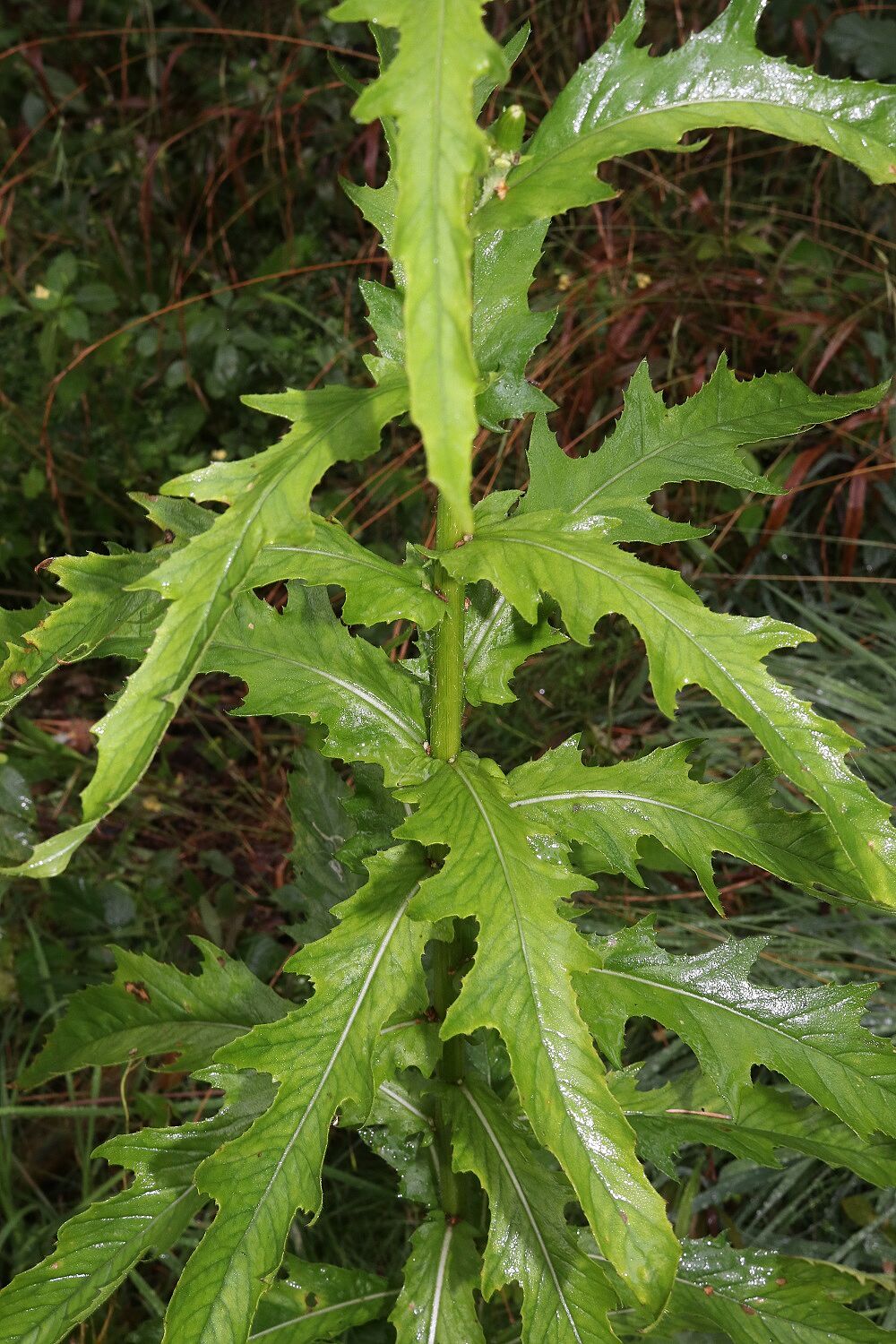 Scheinkreuzkraut