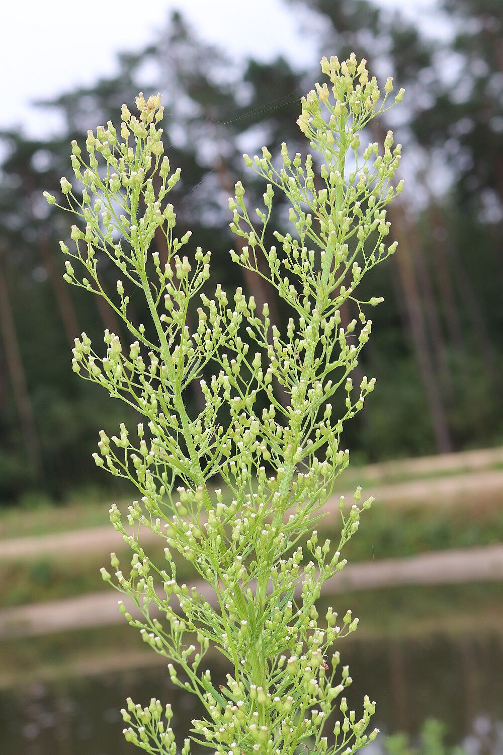 Kanadisches Berufkraut