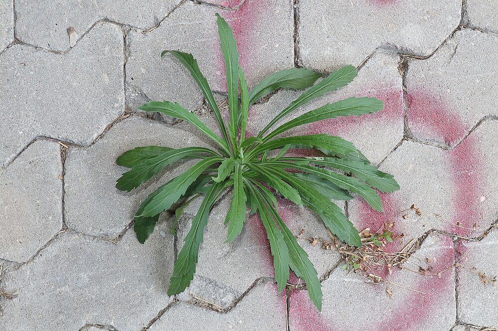 Sumatra-Berufkraut
