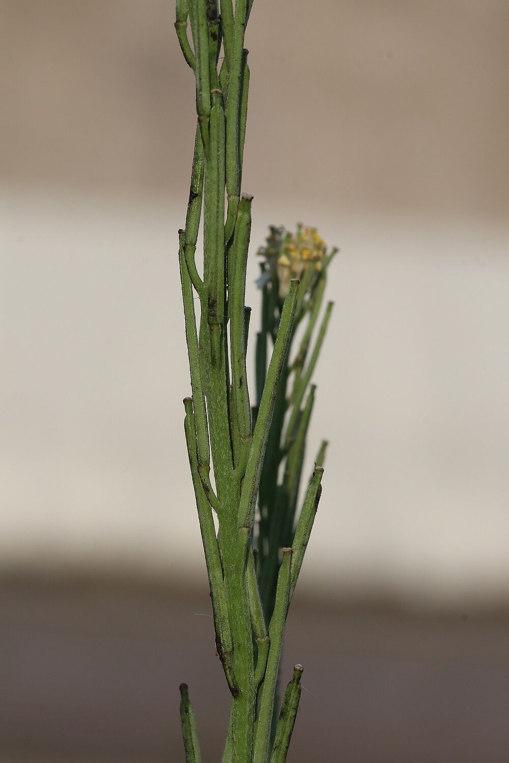 Harter Schöterich
