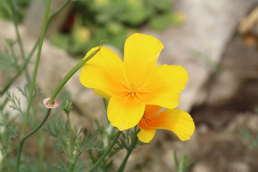 Kalifornischer Mohn