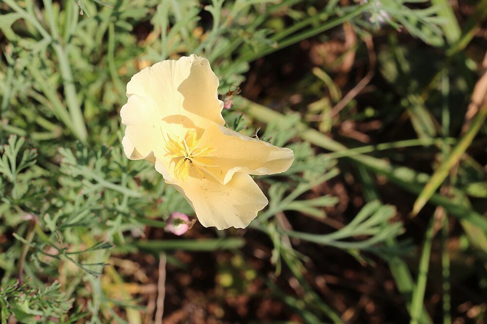 Kalifornischer Mohn