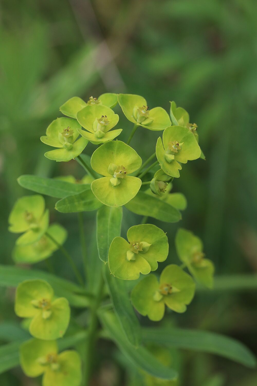 Euphorbia esula - Eselswolfsmilch