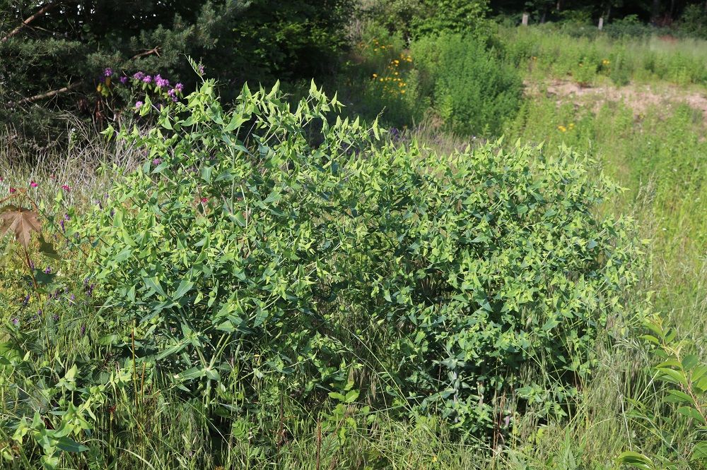 Kreuzblättrige Wolfsmilch