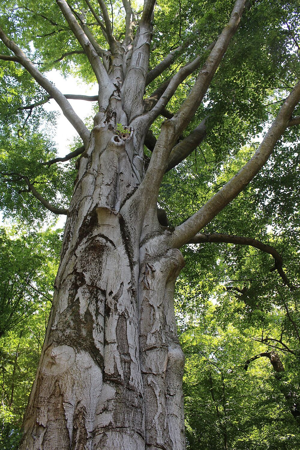 Rotbuche