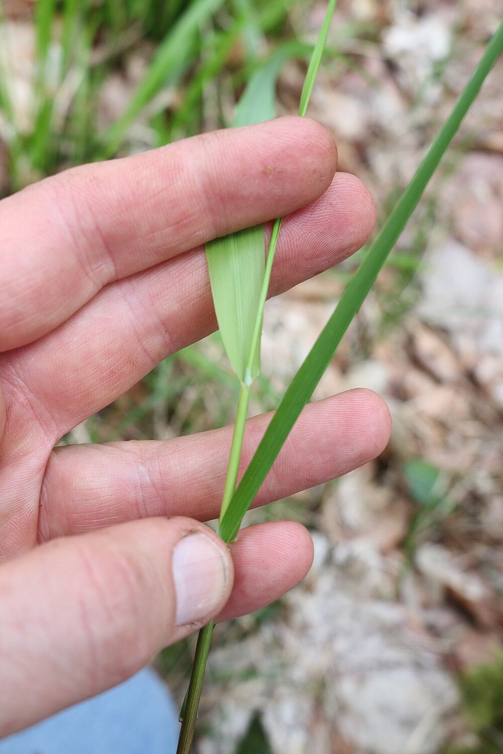 Waldschwingel (Blattscheide)