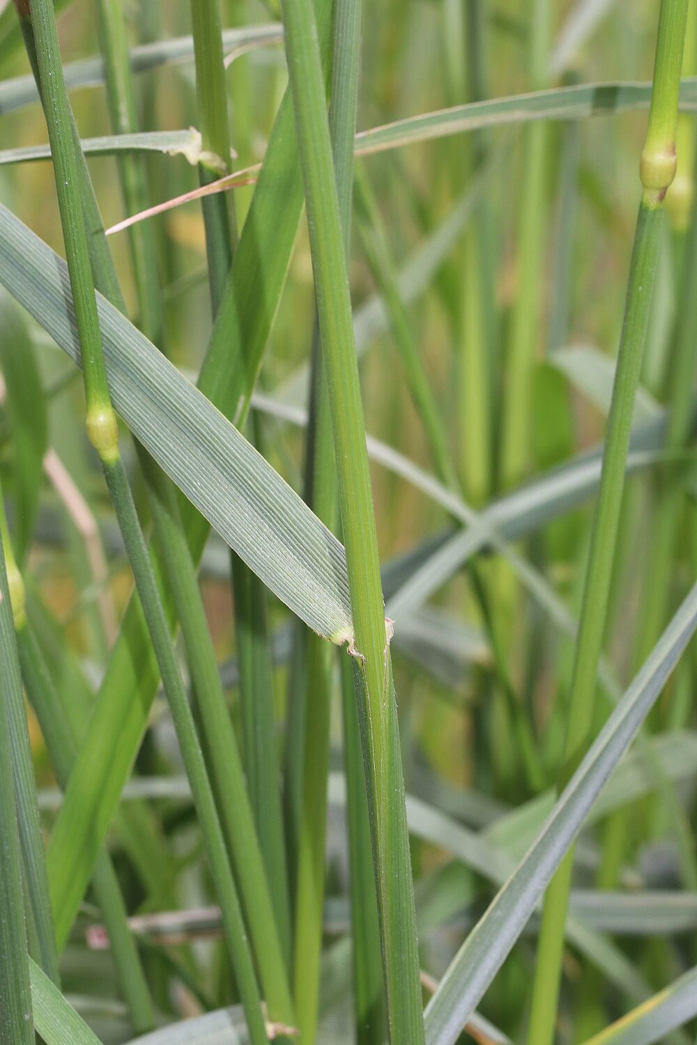 Rohrschwingel