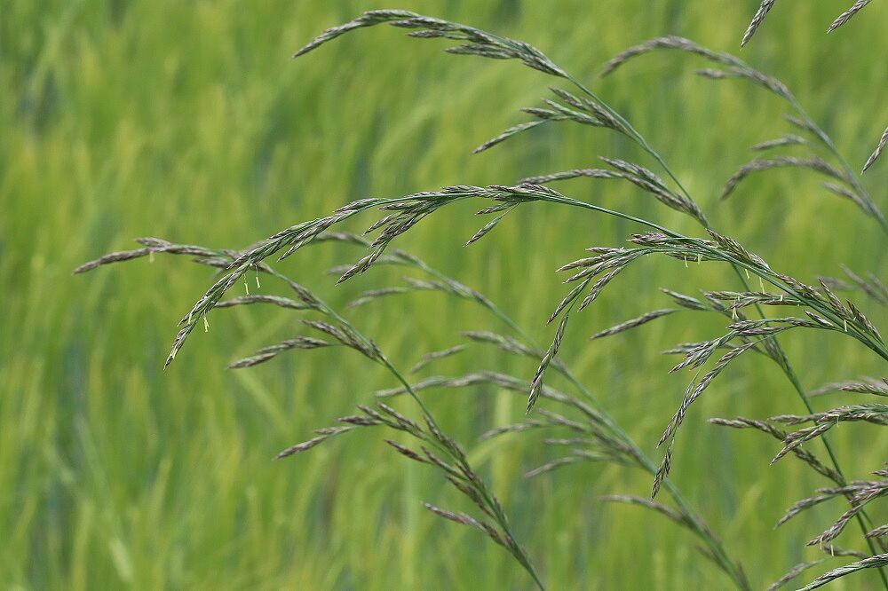 Rohrschwingel