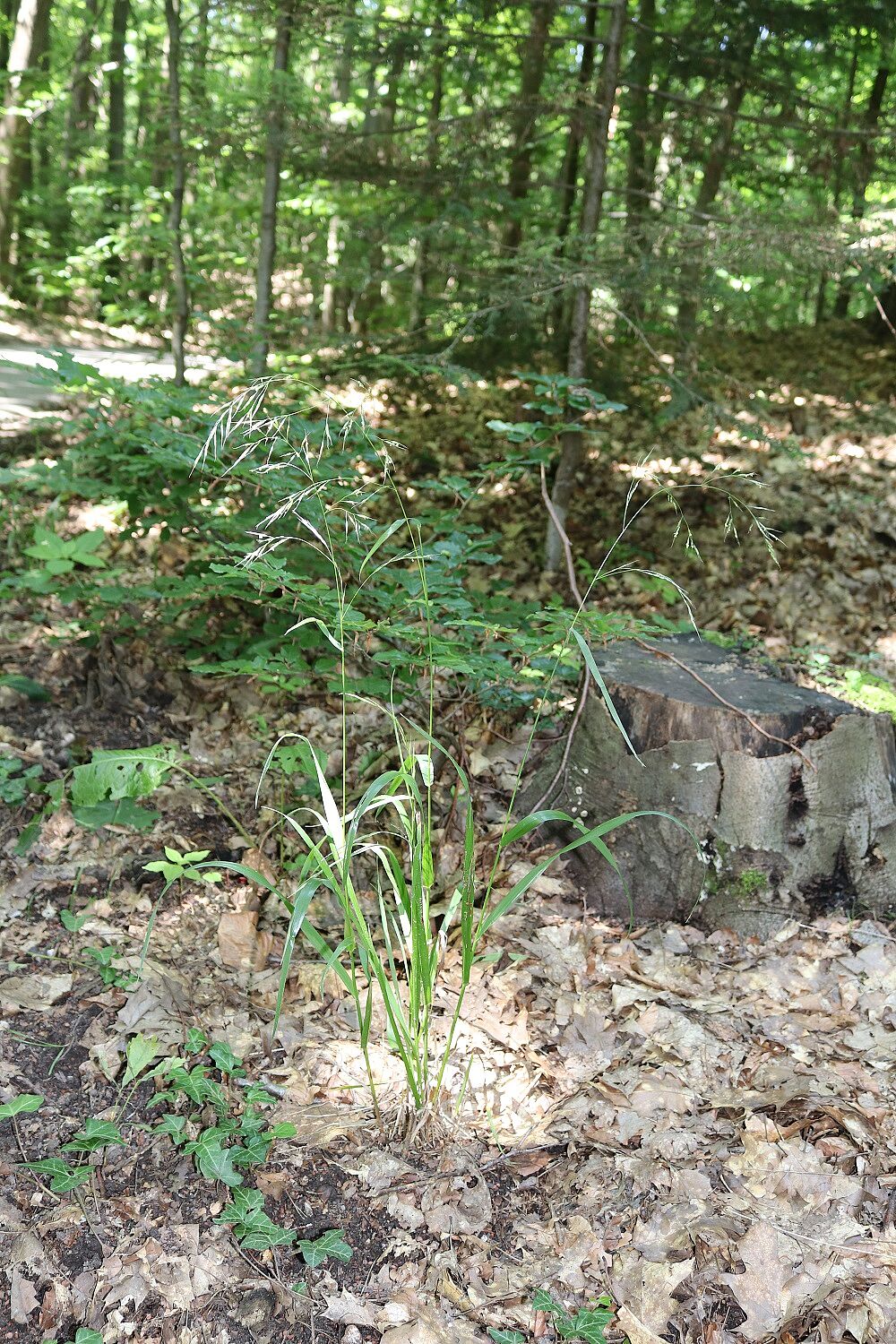 Riesenschwingel