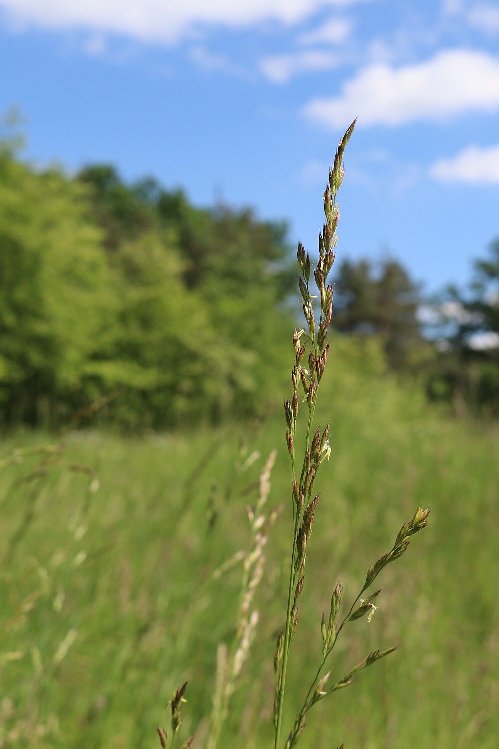 Wiesenschwingel