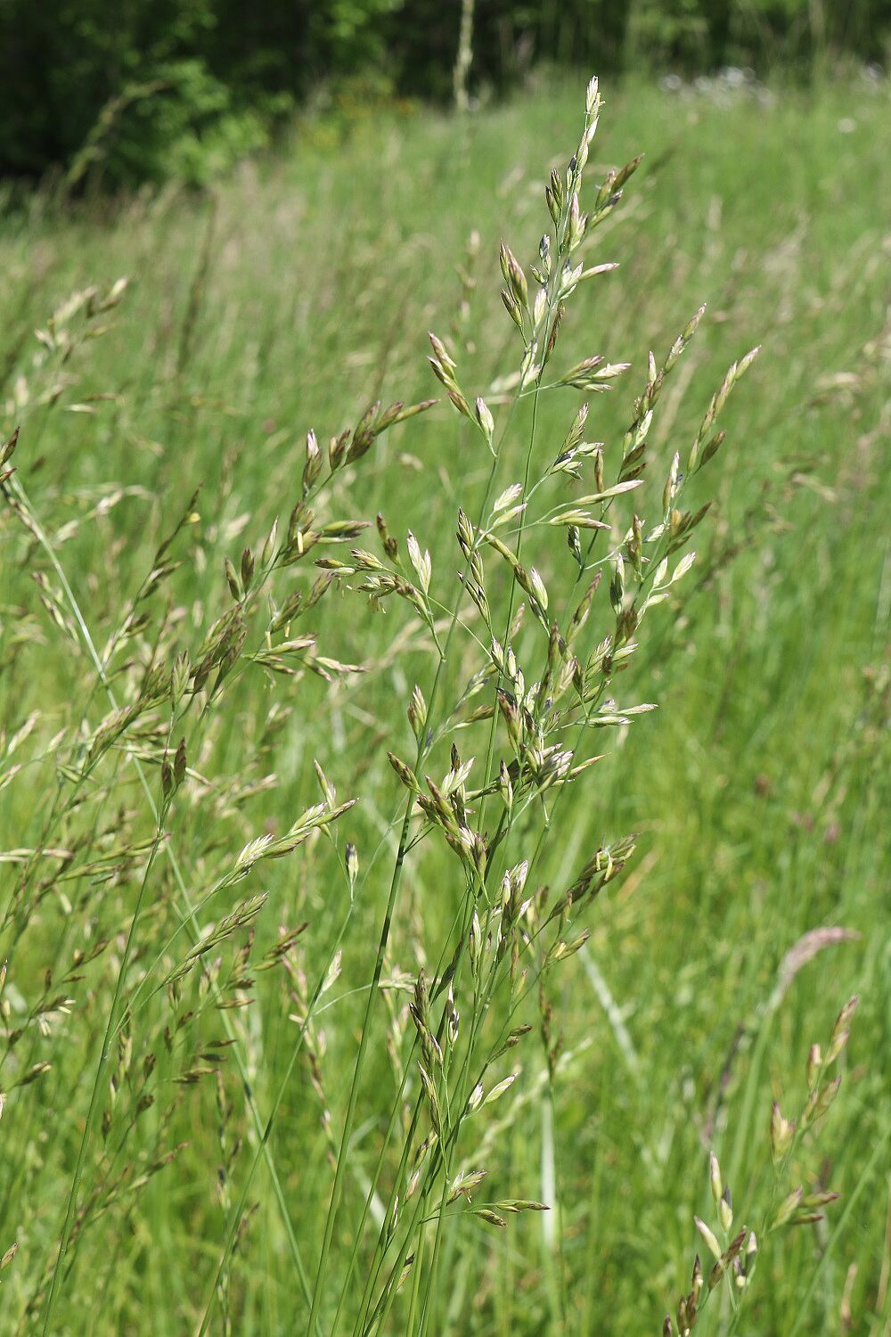 Wiesenschwingel