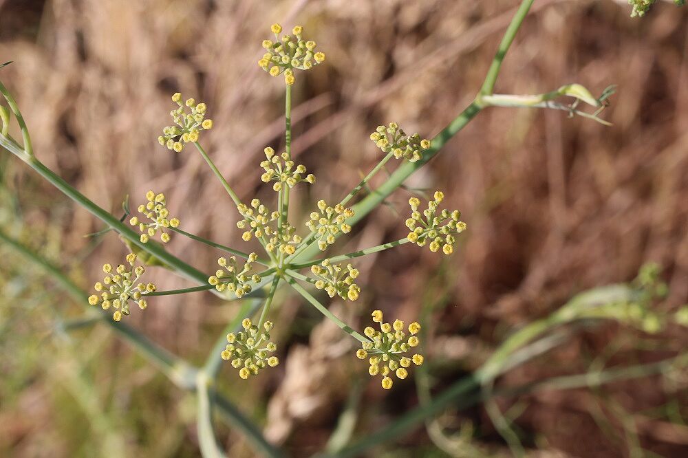 Fenchel