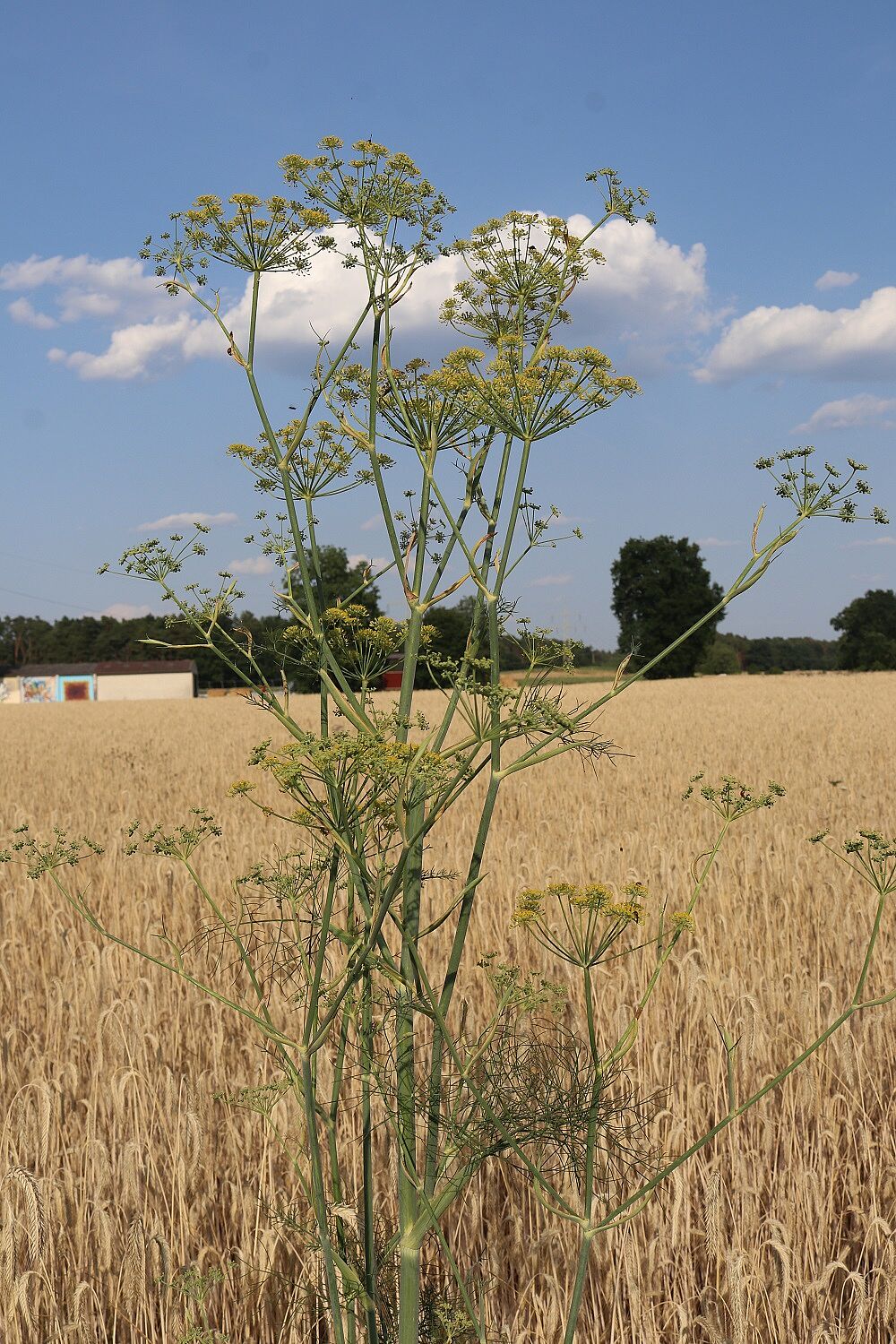 Fenchel (Habitus)