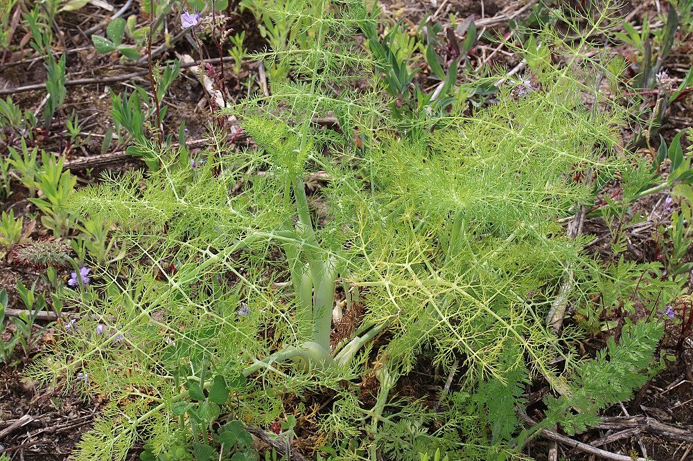 Fenchel
