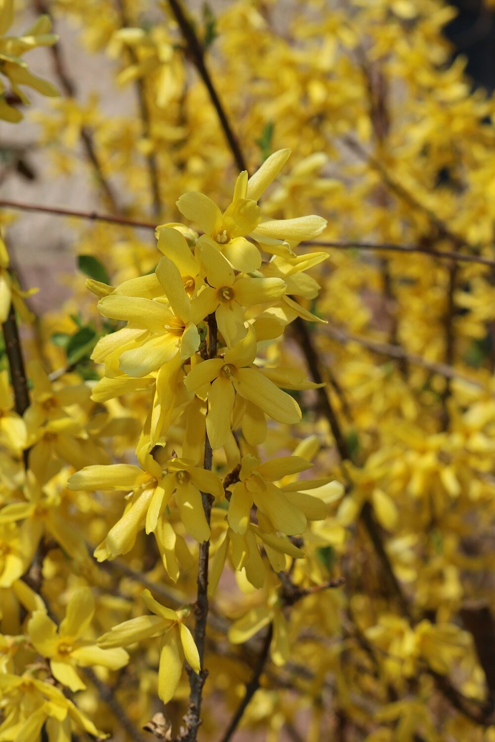 Forsythie