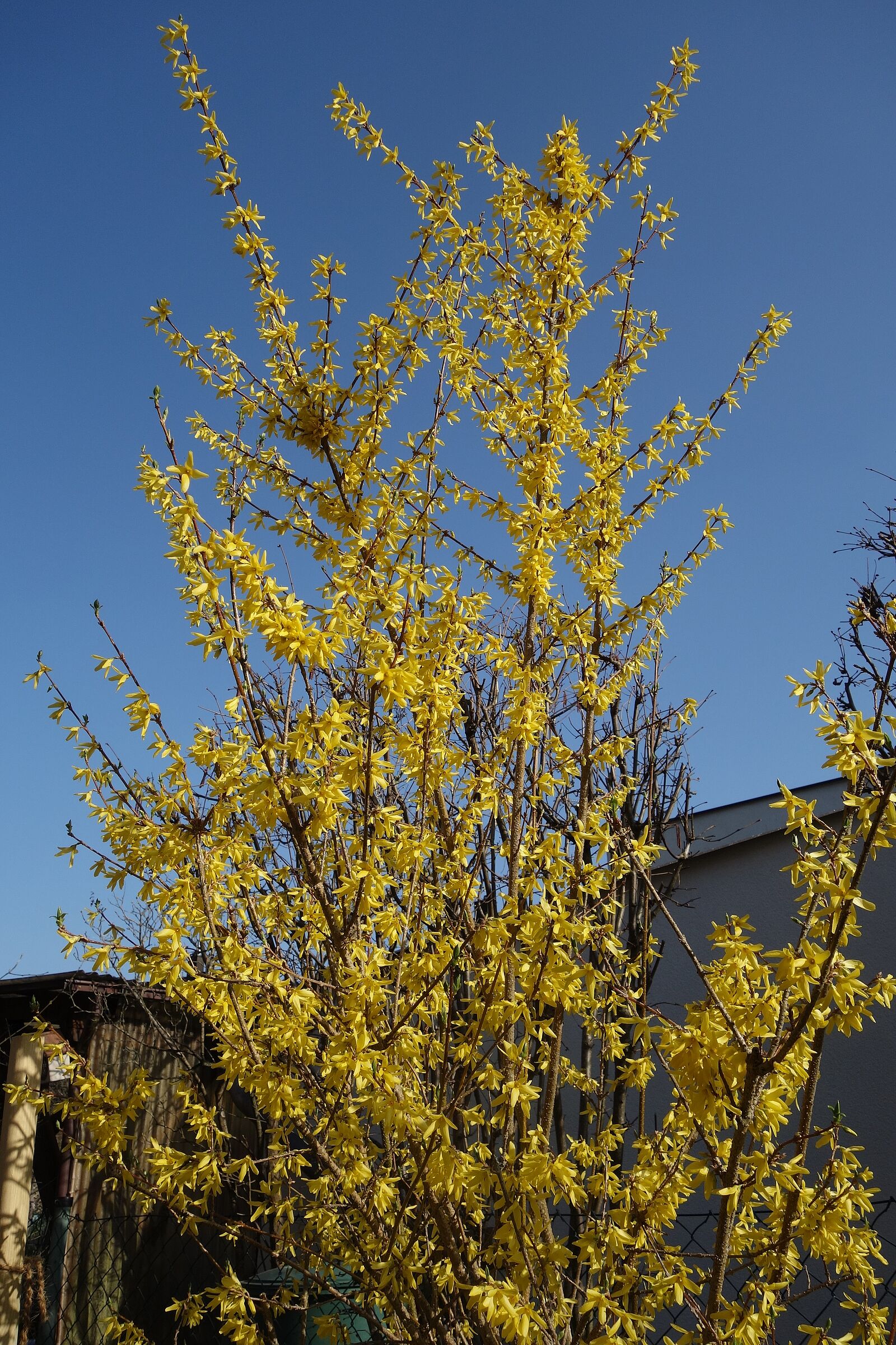 Forsythie