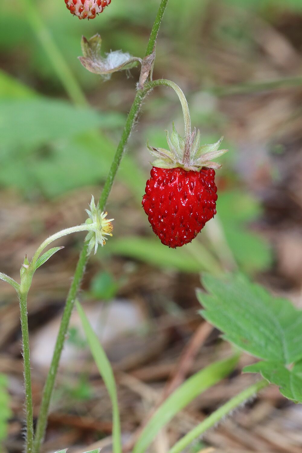 Wald-Erdbeere