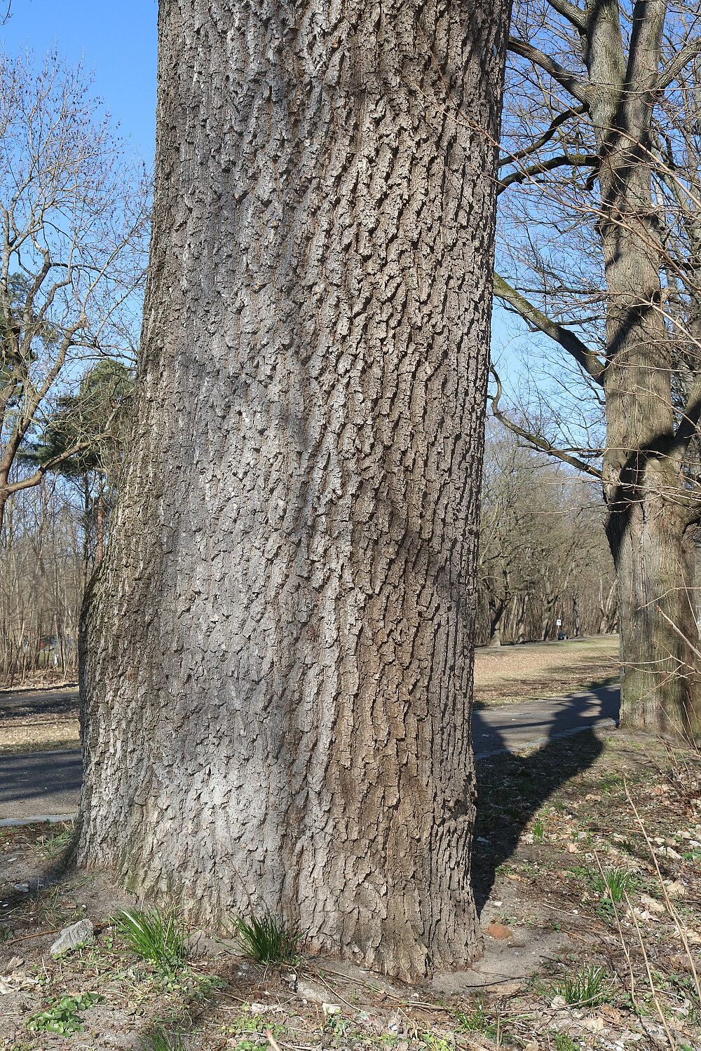 Gewöhnliche Esche