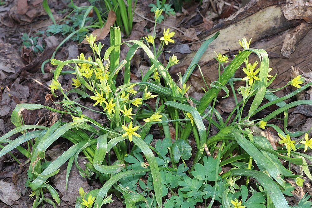 Wald-Goldstern